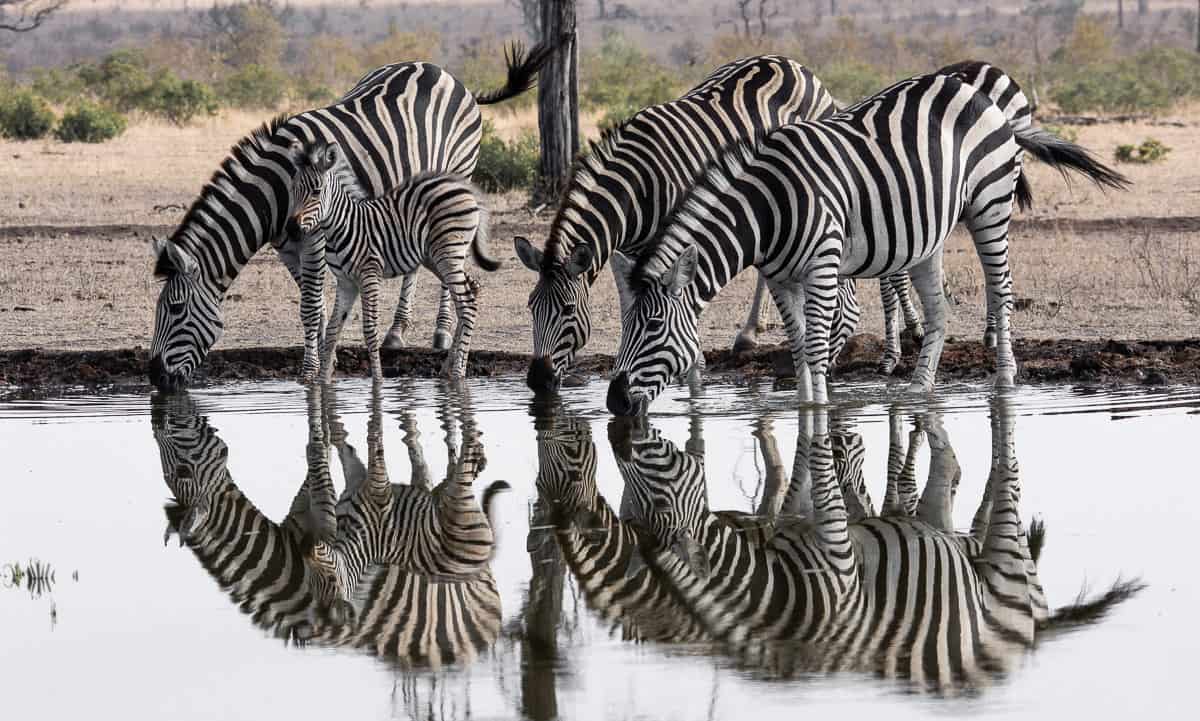 Zebra-1200px-222.jpg Zebra 1200px 222
