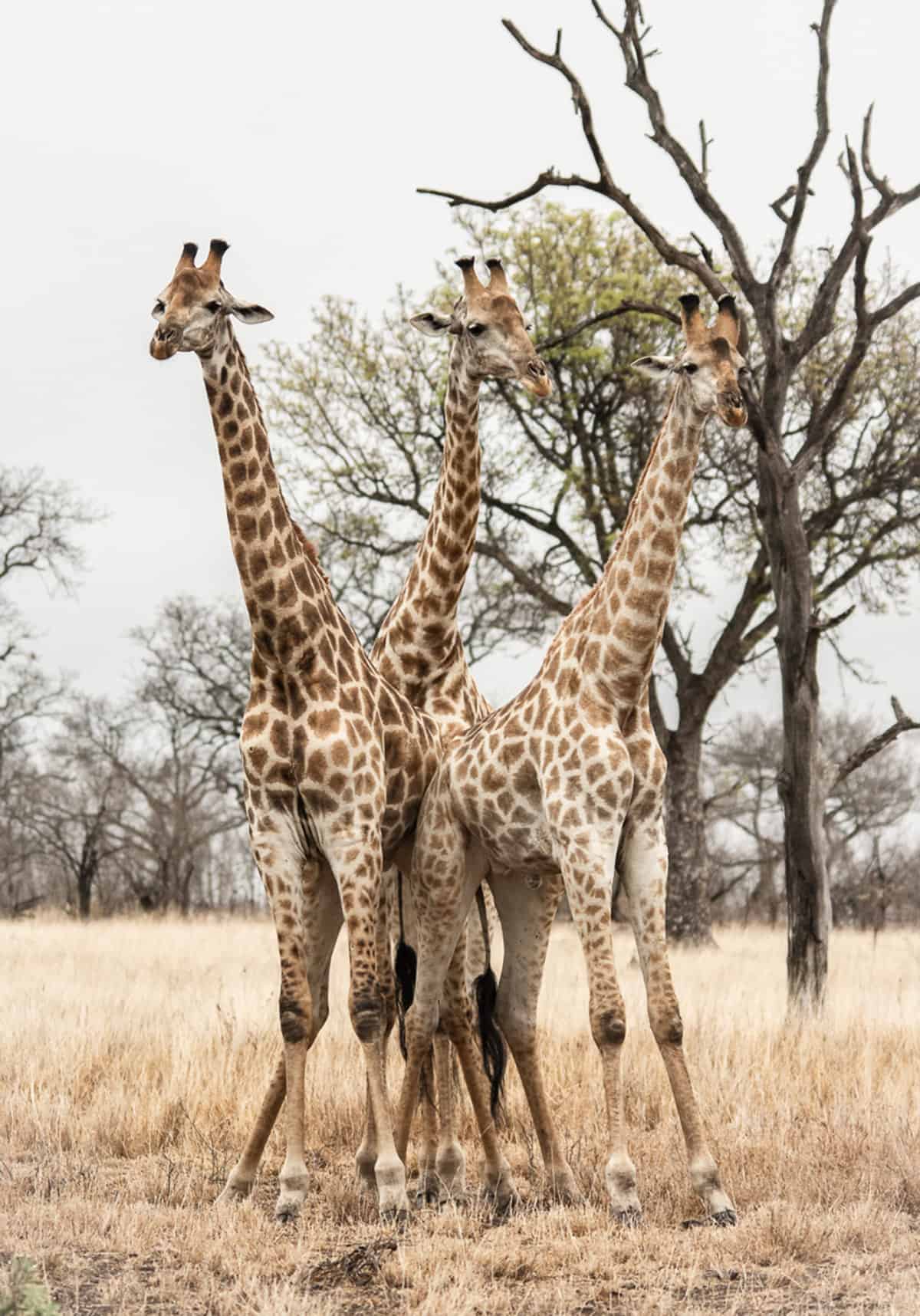 Giraffe 1200px 222