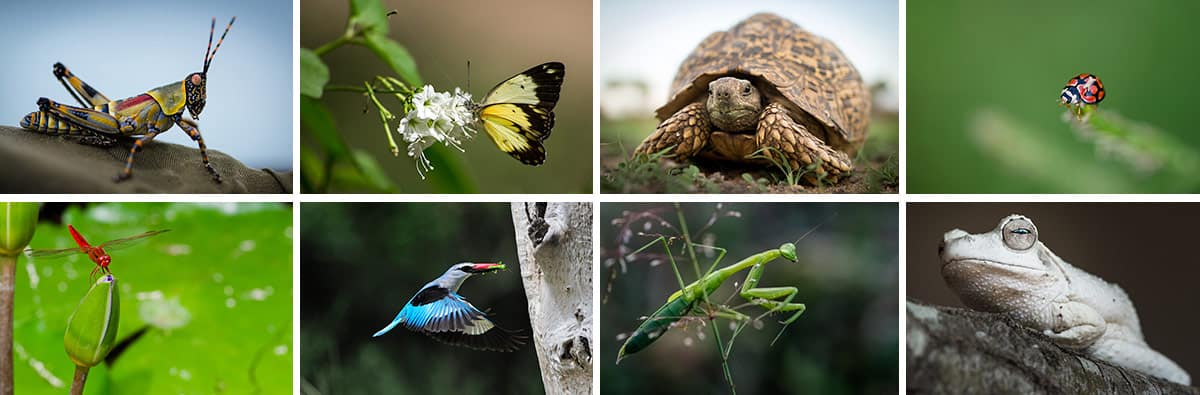 Collage July 2019 1200px 888 Collage July 2019 1200px 888