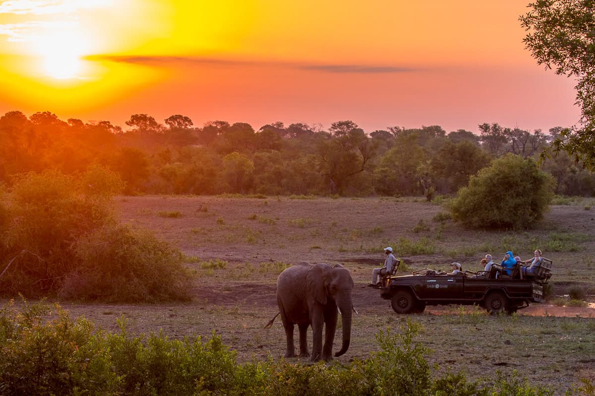 July 2019 Elephant 1200px 888 July 2019 Elephant 1200px 888