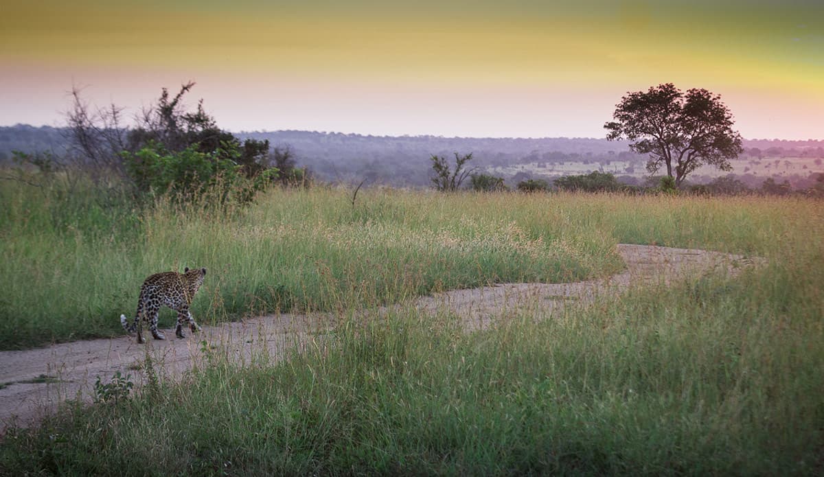 July 2019 Leopard 1200px 888 July 2019 Leopard 1200px 888