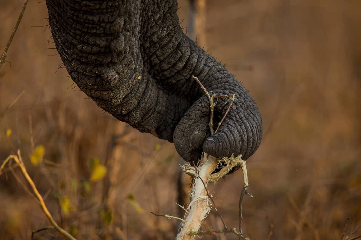 Elephant 76 1200px 111 Elephant 76 1200px 111