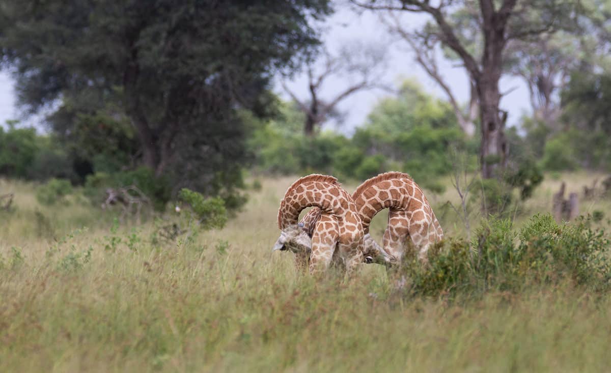 Louise Murray Giraffe 1200px 999 Louise Murray Giraffe 1200px 999