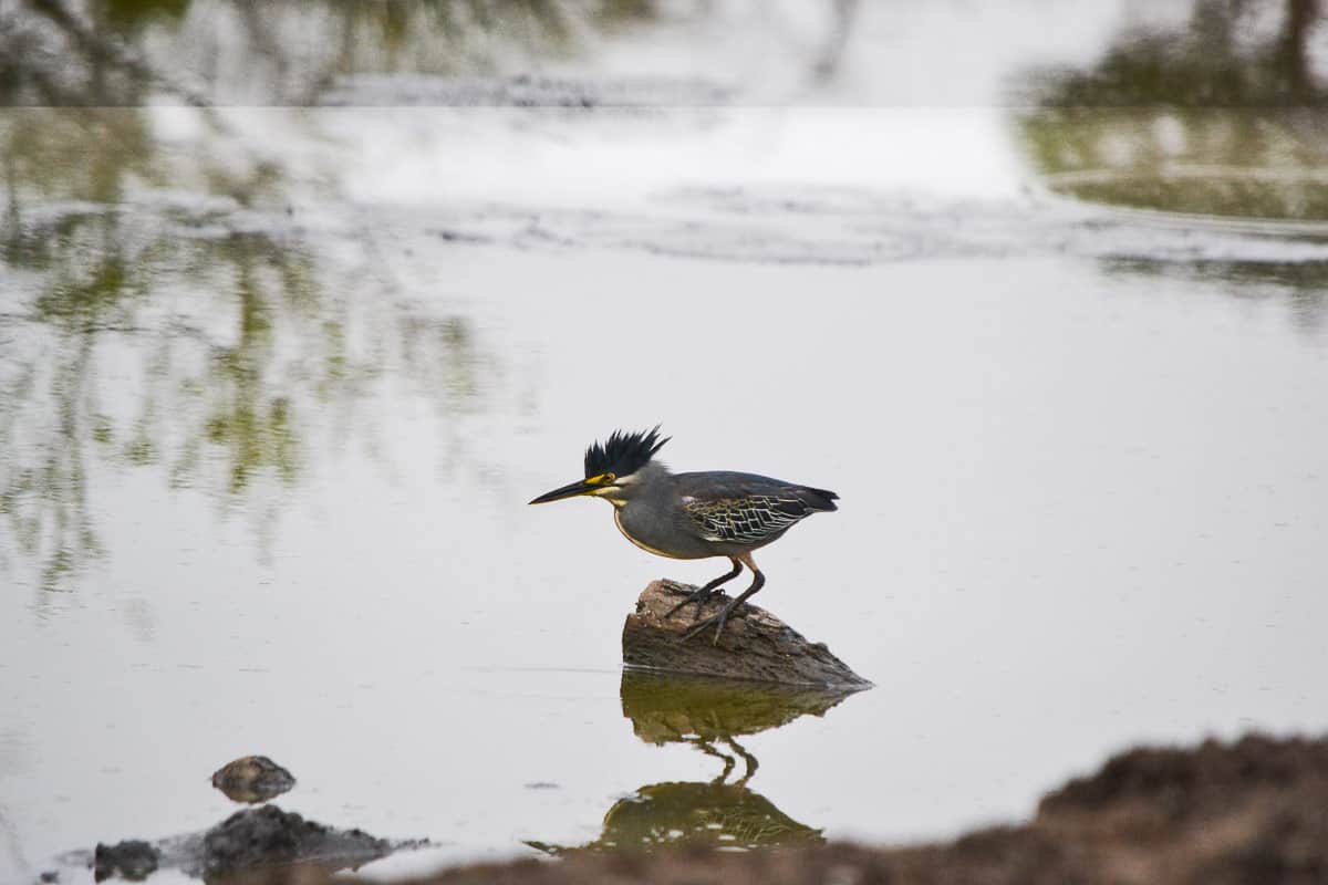 Ronald Mutero Green Backed Heron 1200px 999 Ronald Mutero Green Backed Heron 1200px 999