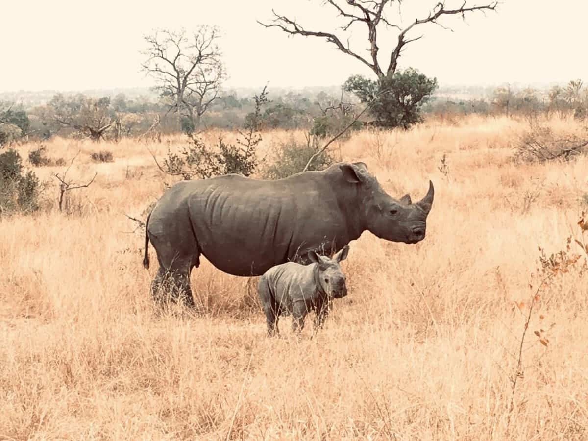 Rhino 1200px 999 Rhino 1200px 999