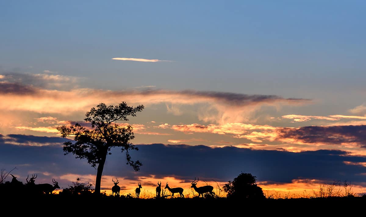 Under African Skies 1200px 111 Under African Skies 1200px 111