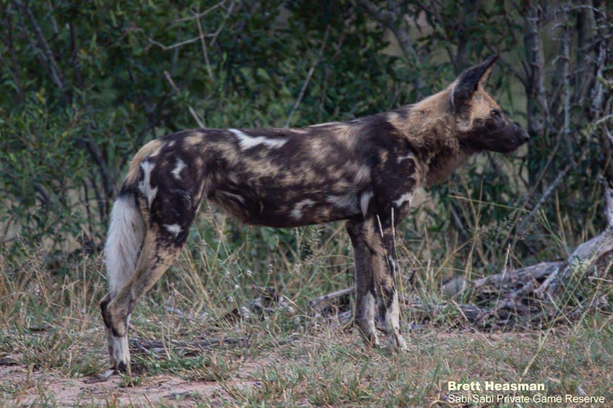 04Brett Heasmna Wild Dogs 14042020 Final