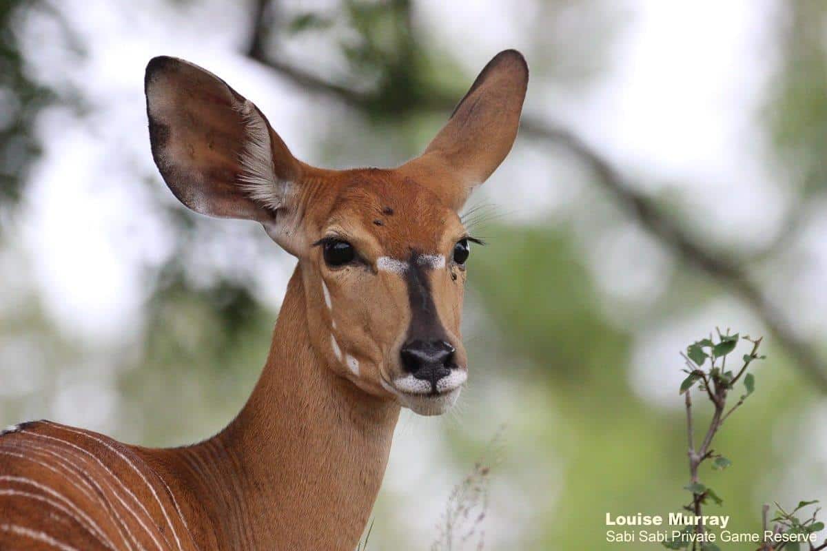 14Louise Murray Nyala 04042020 Final