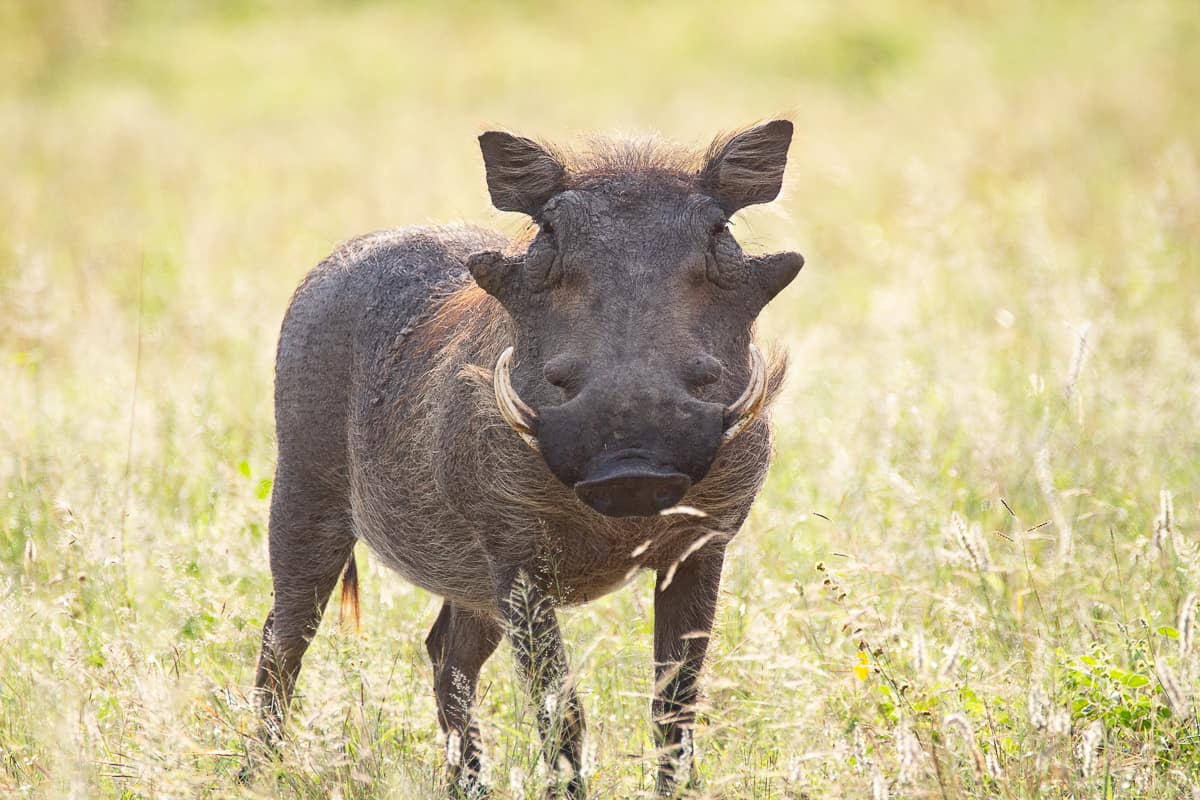 Brett Heasman Warthog 18042020 Brett Heasman Warthog 18042020