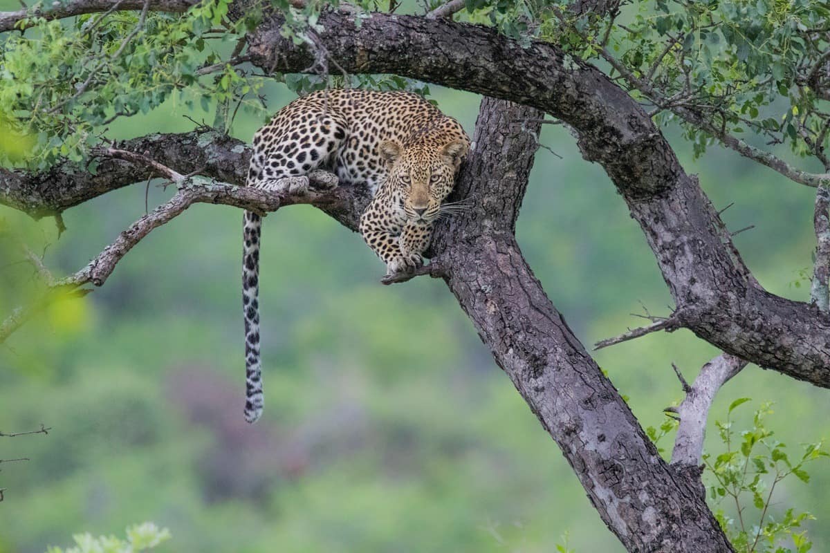 Leopard Tree Leopard Tree