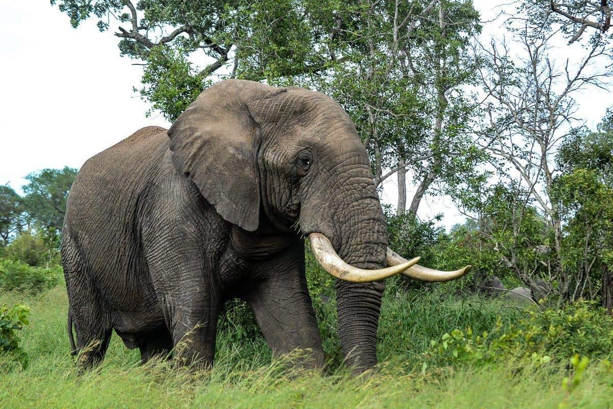 Ronald Mutero Elephant 24022020 34 Ronald Mutero Elephant 24022020 34