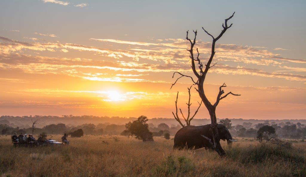 Safari Images 27 Safari Images 27