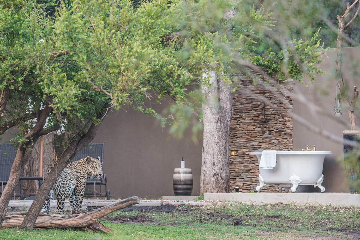 Lodge Wildlife 5 Lodge Wildlife 5