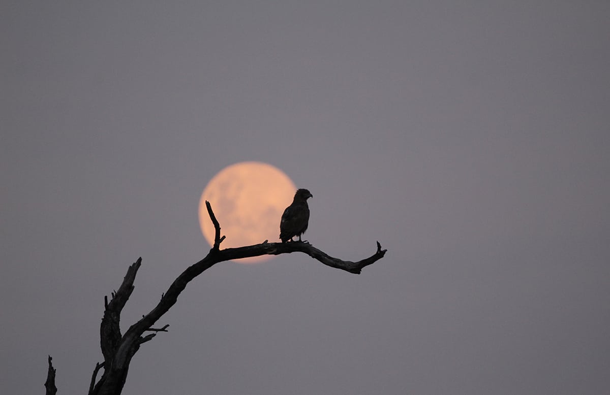 Stefan Schoeman Jnr Full Moon Rising Stefan Schoeman Jnr Full Moon Rising