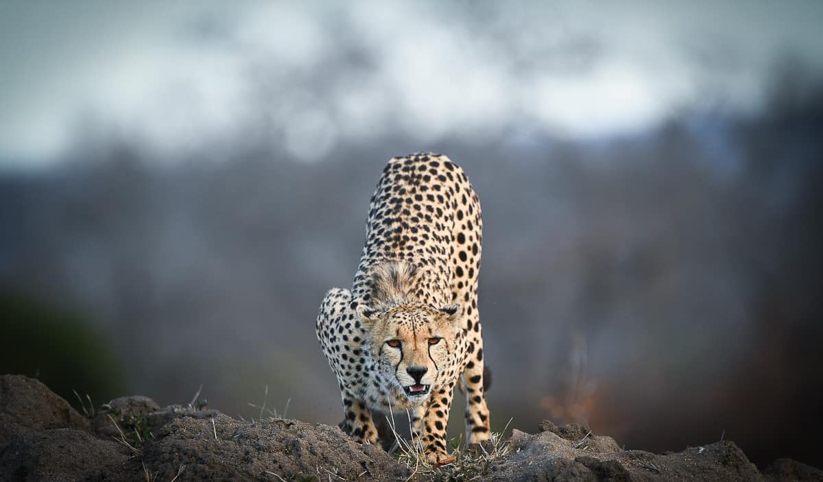 Ally Ross 20200728 Cheetah Male 01 Ally Ross 20200728 Cheetah Male 01