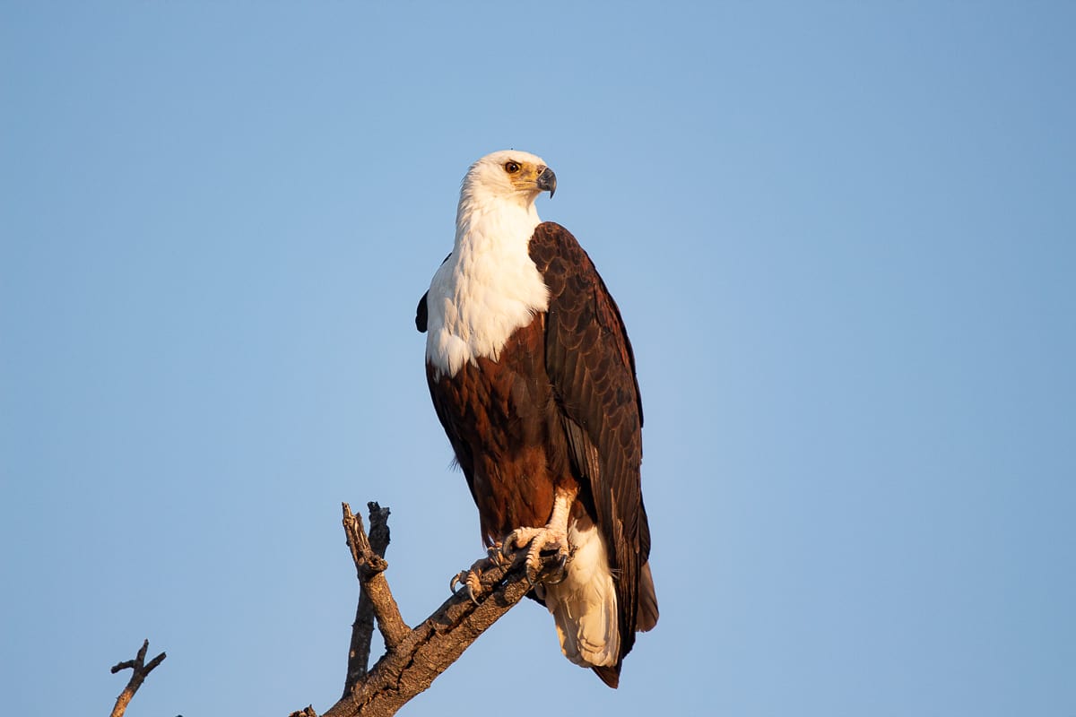 Brett Heasman Eagle 30072020 Brett Heasman Eagle 30072020