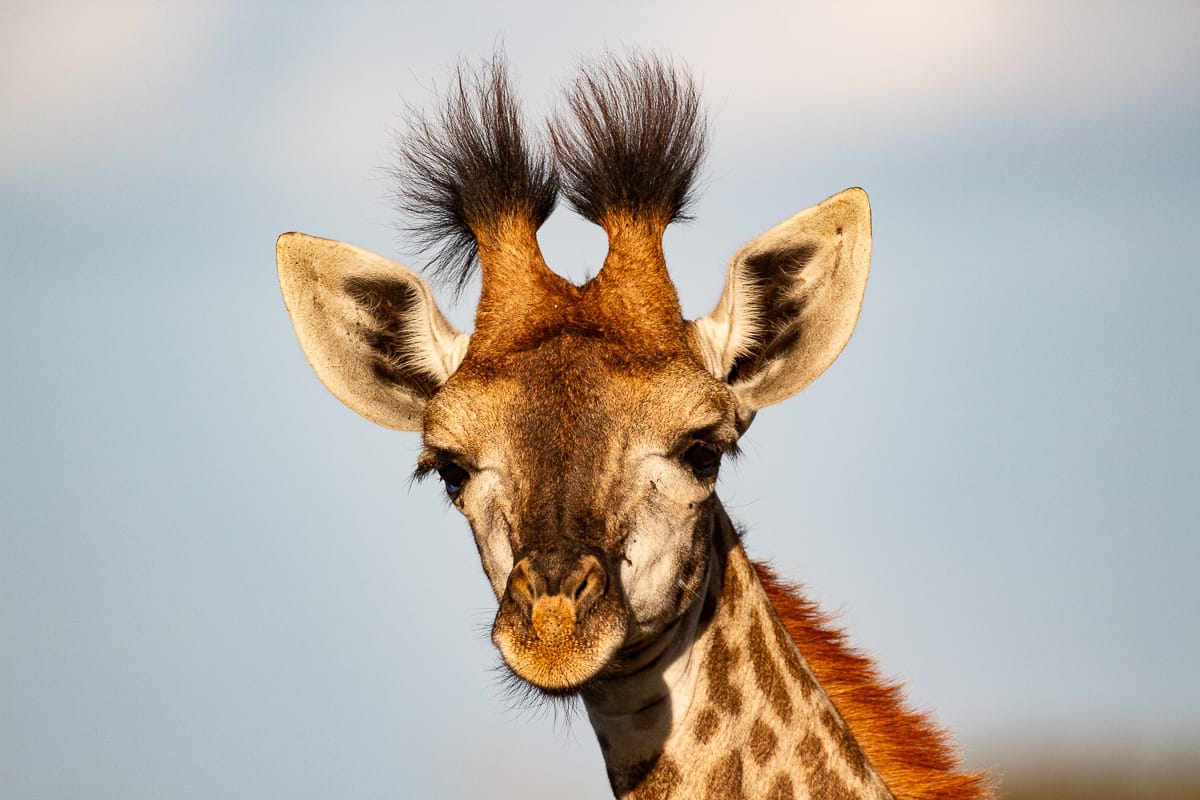 Brett Heasman Giraffe 04042020 1 Brett Heasman Giraffe 04042020 1