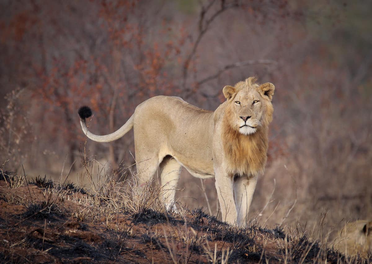 Lion. 269 Lion. 269