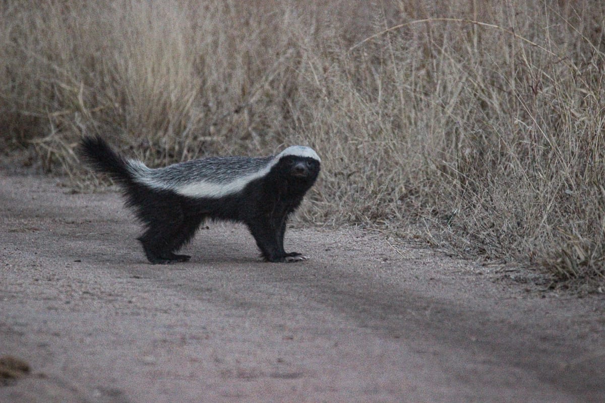 Louise Murray Honey Badger 20072020 Louise Murray Honey Badger 20072020
