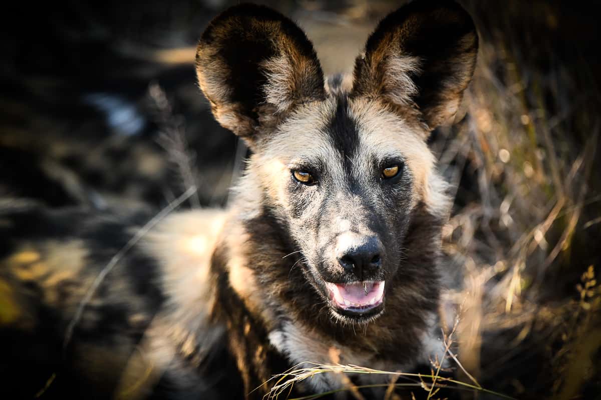 Wild Dog. 8 Wild Dog. 8