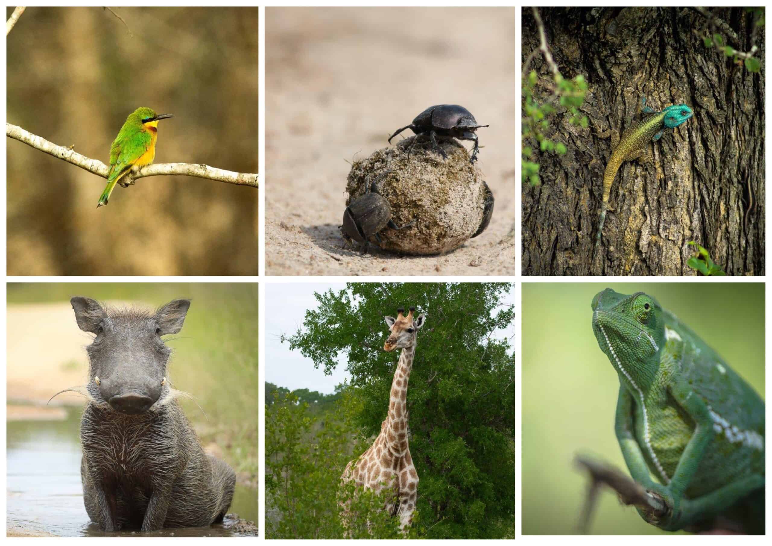 Animal Collage Scaled Animal Collage Scaled
