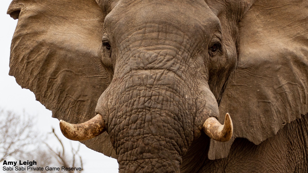 03Amy Roberts Elephant 2 050920 Final