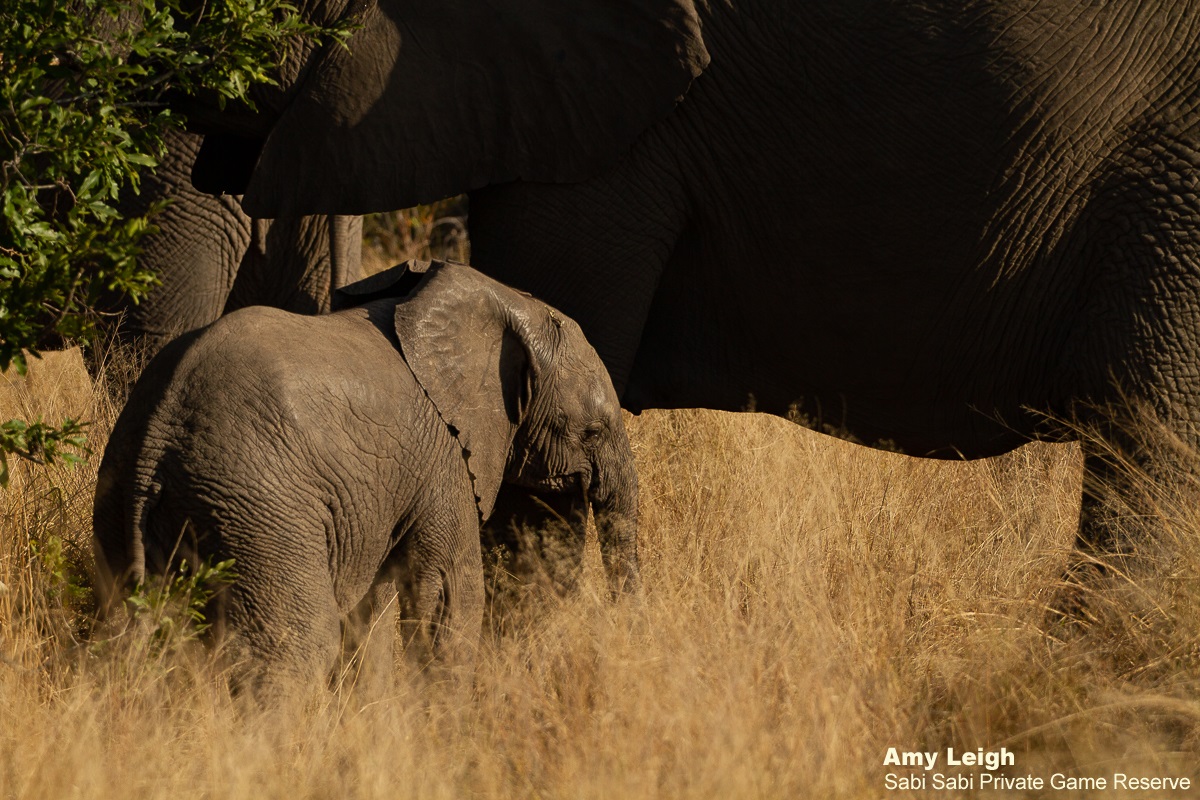04Amy Leigh Elephant Calf 290620 Final 04Amy Leigh Elephant Calf 290620 Final