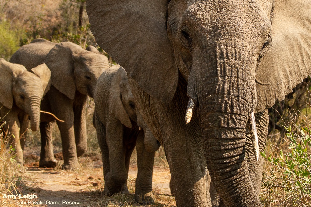 05Amy Leigh Amy Leigh Elephant Herd 220221 Final 05Amy Leigh Amy Leigh Elephant Herd 220221 Final