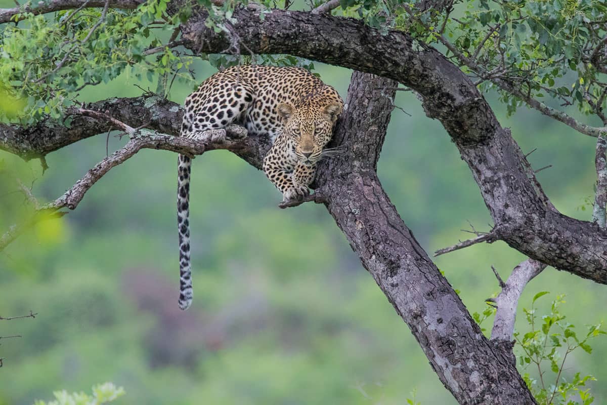 Leopard. 85 Leopard. 85