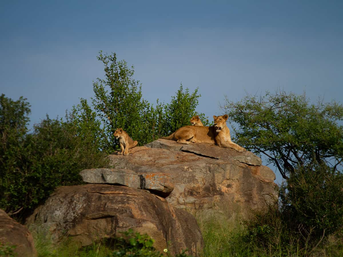 Amy Leigh Lion SP Cubs 210221 Amy Leigh Lion SP Cubs 210221