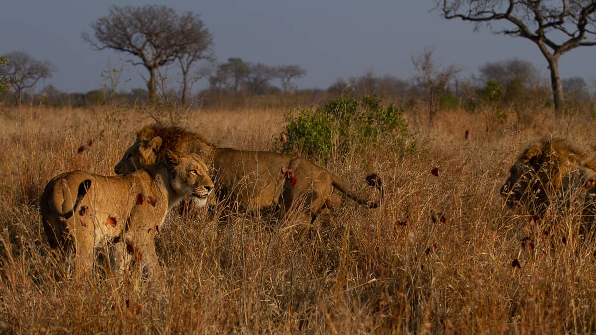 Amy Roberts Lion Nwasitshaka SP 2 060820 Amy Roberts Lion Nwasitshaka SP 2 060820