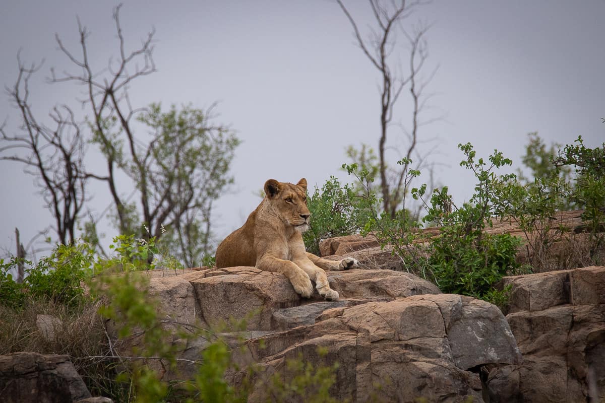 Andries Lioness.sp 181120 1 Andries Lioness.sp 181120 1