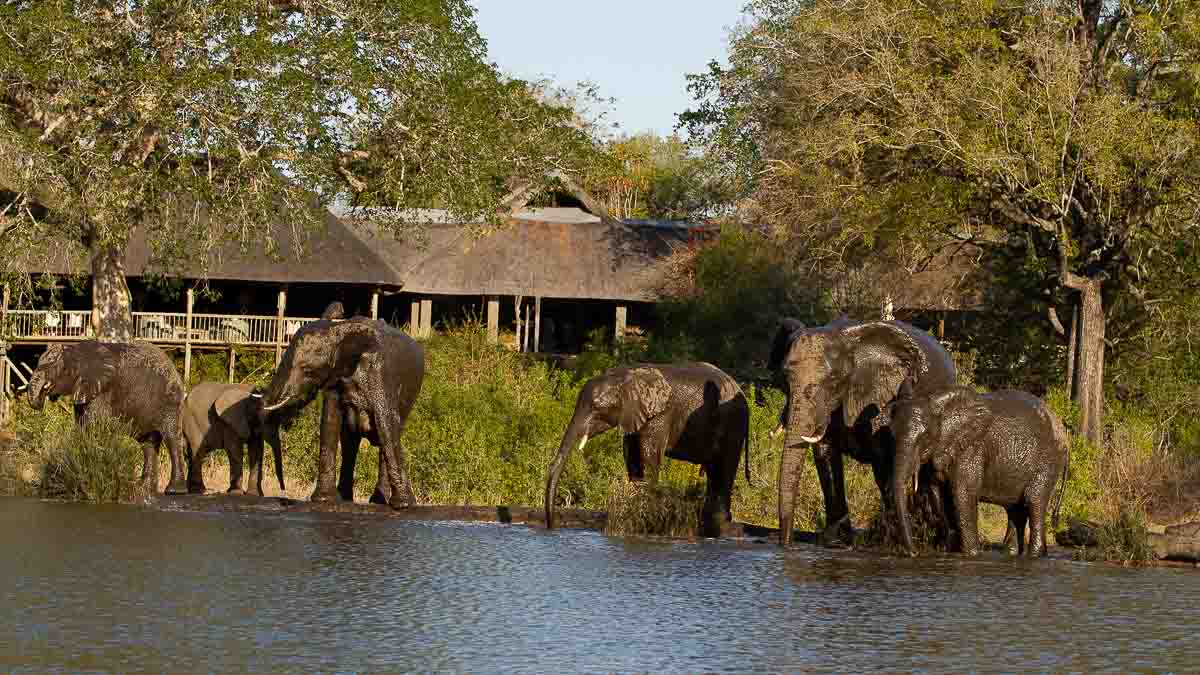 Amy Leigh Elephant Herd 1 140920 Amy Leigh Elephant Herd 1 140920