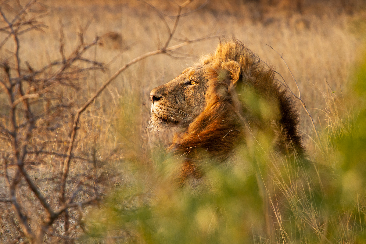 Amy Leigh Lion Nwas 1 190920 Amy Leigh Lion Nwas 1 190920