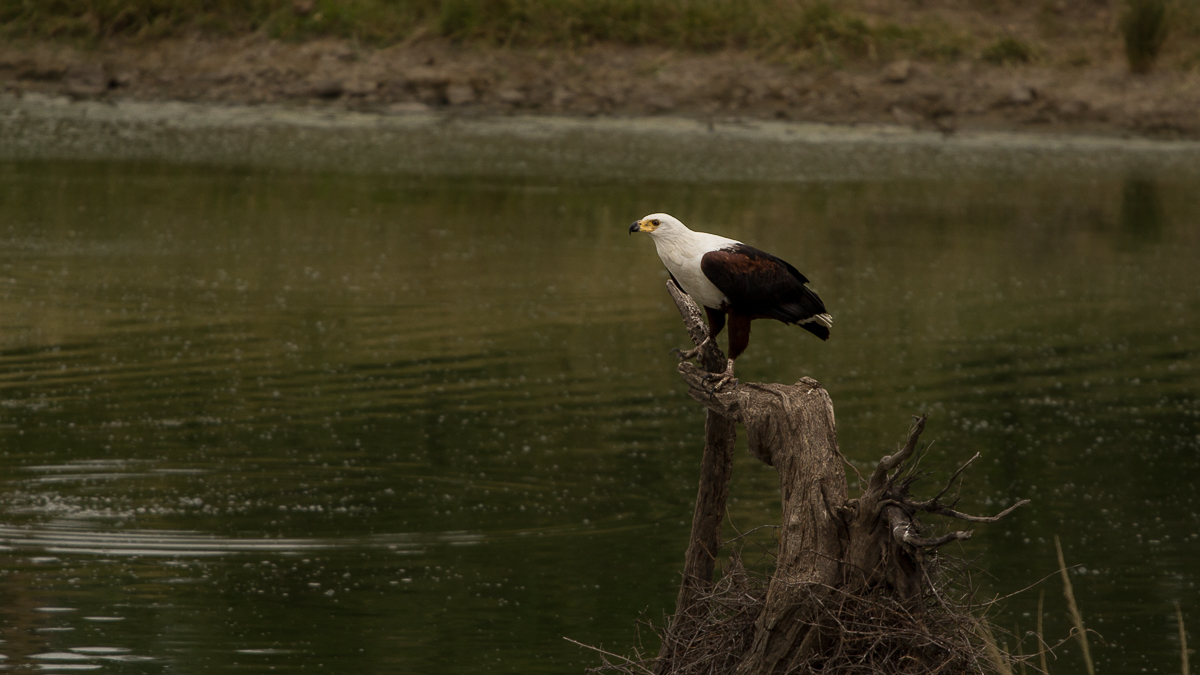 Amy Roberts Fish Eagle 200320 Amy Roberts Fish Eagle 200320