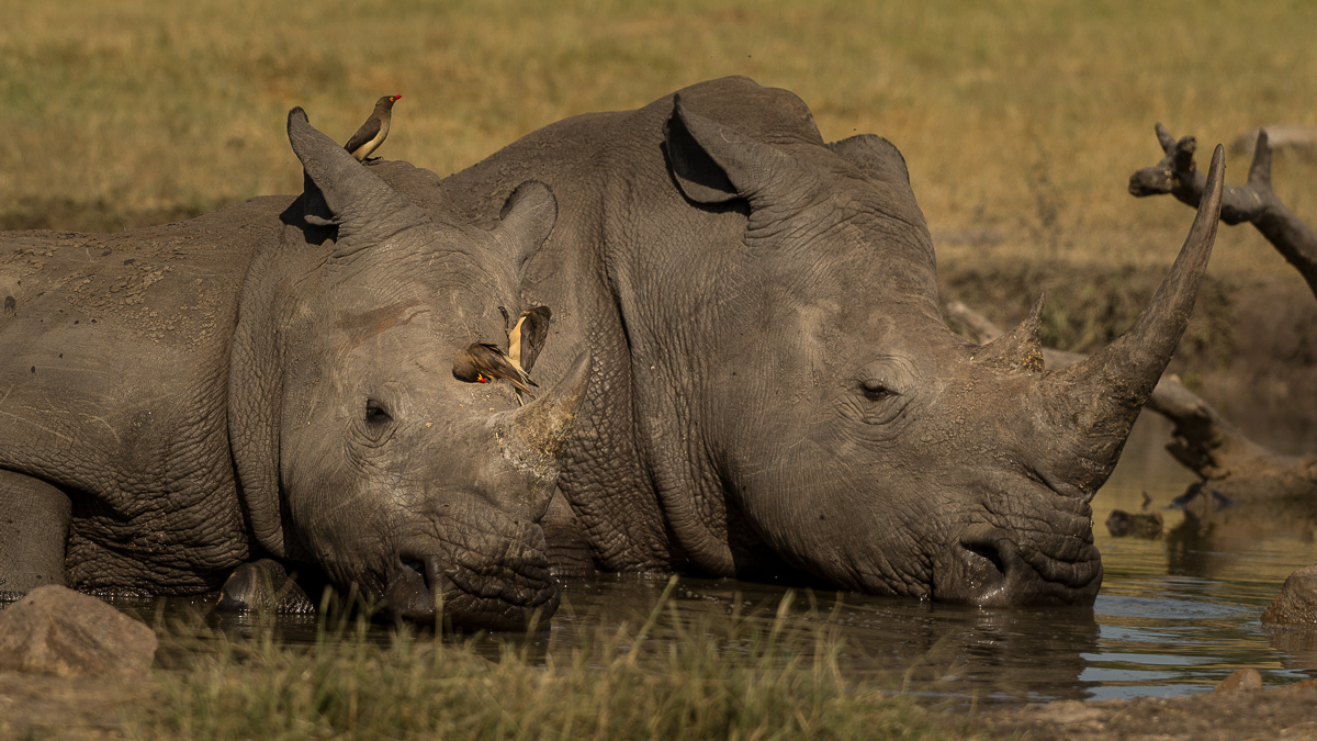 Amy Roberts Rhino 3 190320 Amy Roberts Rhino 3 190320