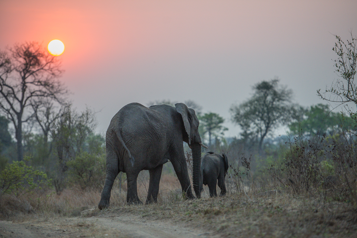 RdgElephant Sunset