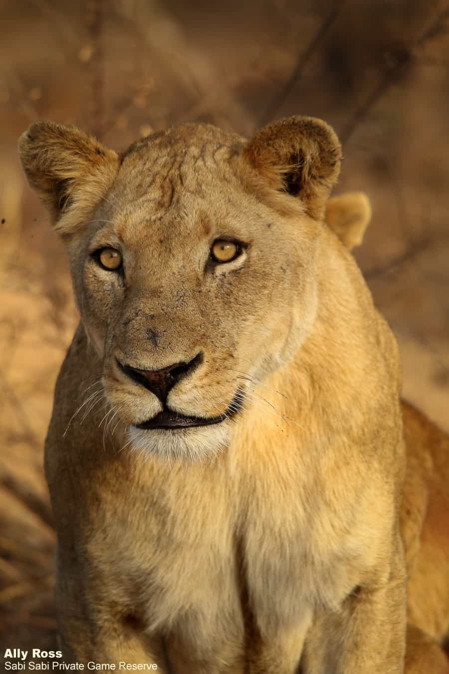 The Lion Mother | Sabi Sabi