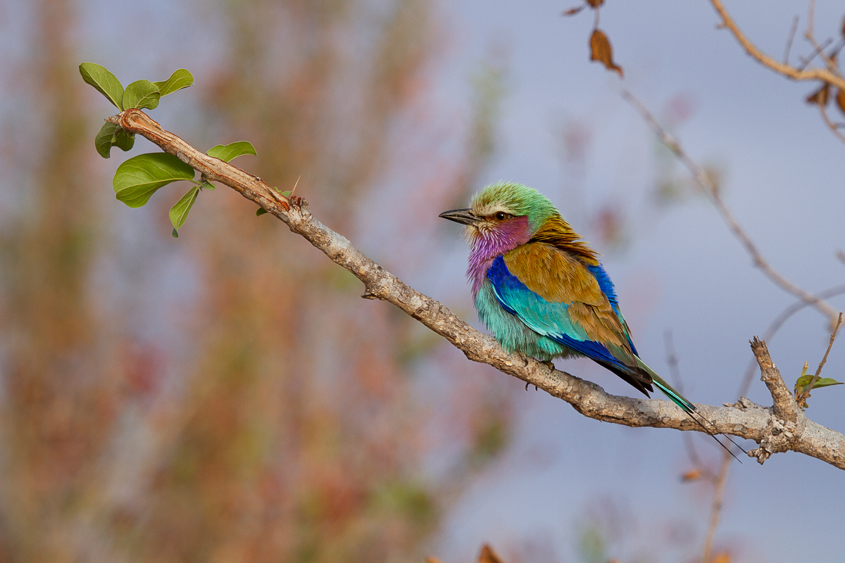 Amy Leigh Lilac Breasted Roller 100921 Amy Leigh Lilac Breasted Roller 100921