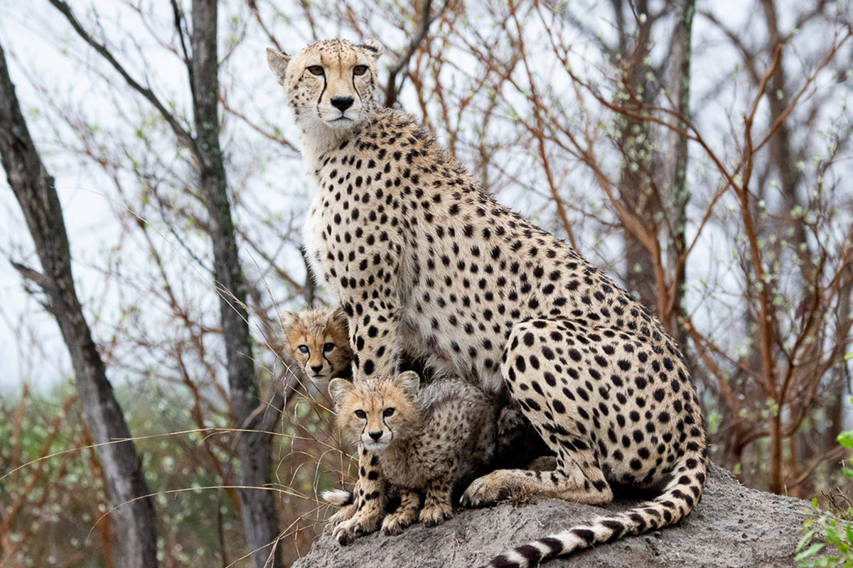 Sabi Sabi Newsletter Oct 2021 Ronald Mutero Cheetah Sabi Sabi Newsletter Oct 2021 Ronald Mutero Cheetah
