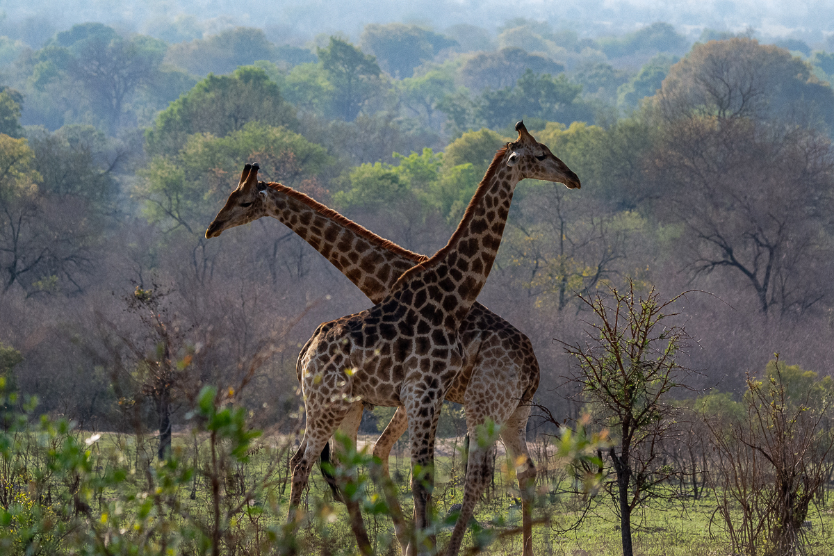 Sabi Sabi Newsletter Oct 2021 Ronald Mutero Girrafe