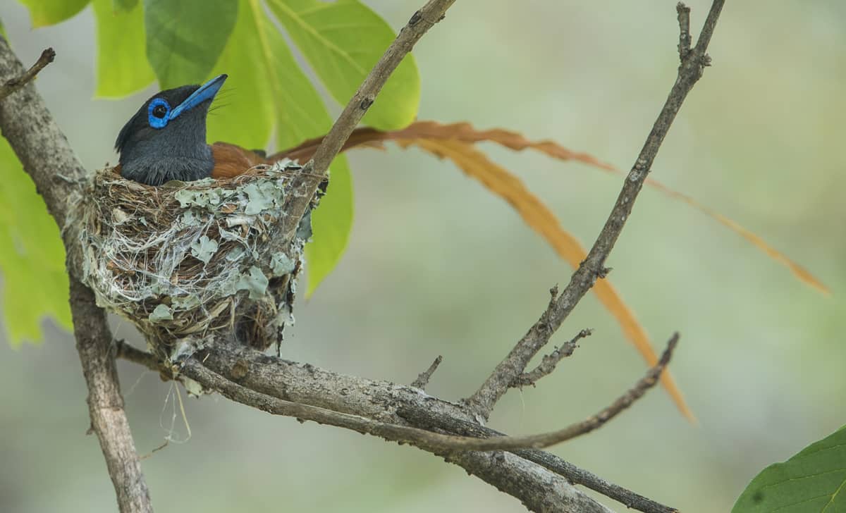 Birds 210 Birds 210