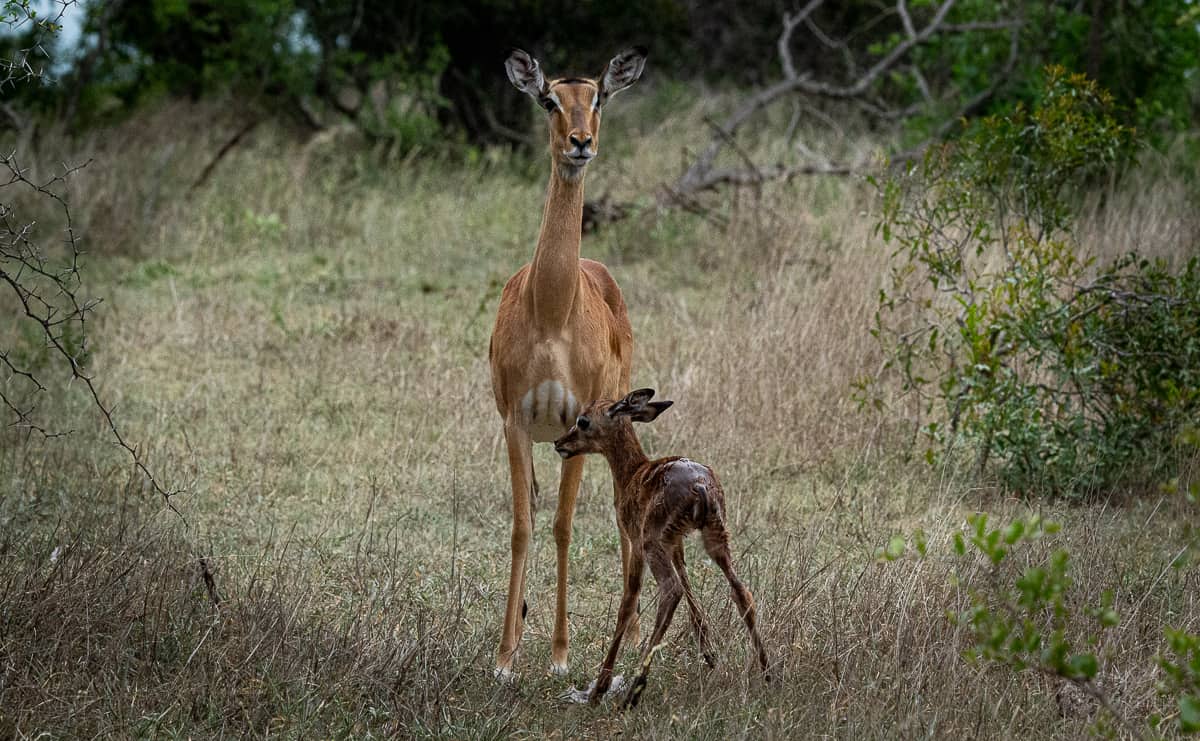 Ronald Mutero Baby Impala 111120200 3 Ronald Mutero Baby Impala 111120200 3