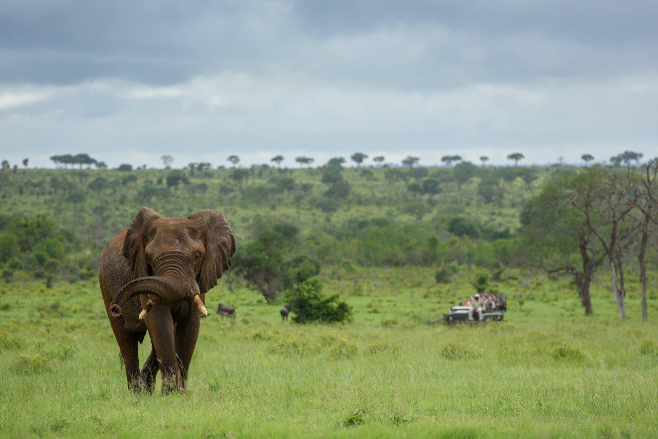 OnSafari 49 OnSafari 49