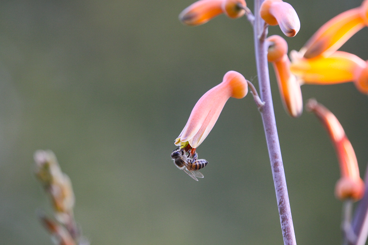 Erin Herbst Bee 2 031121 Erin Herbst Bee 2 031121