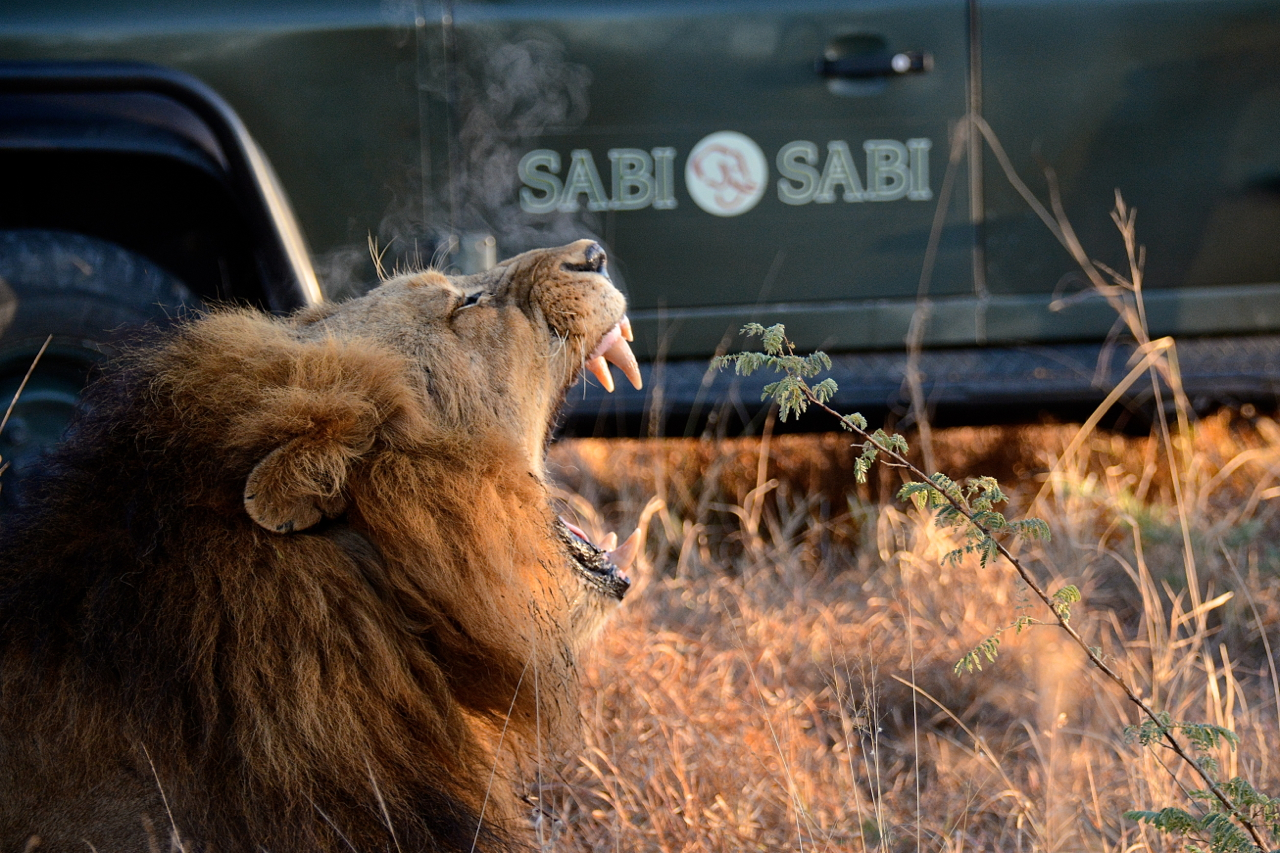 OnSafari 40 OnSafari 40