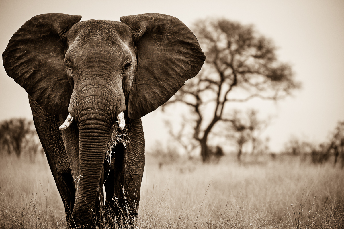 Elephant. 157 Elephant. 157