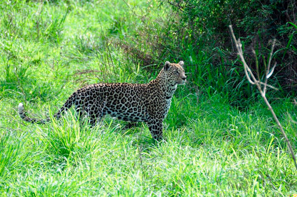02April2013 Leopardguest 02April2013 Leopardguest
