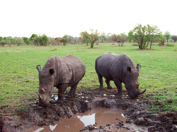 07Feb12   Rhino Mud Wallowing