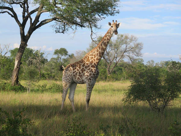 08July2014   Afonso Sartorio   Giraffe